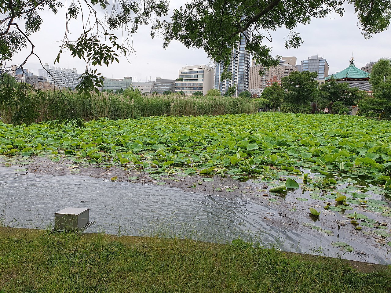上野公園の不忍池