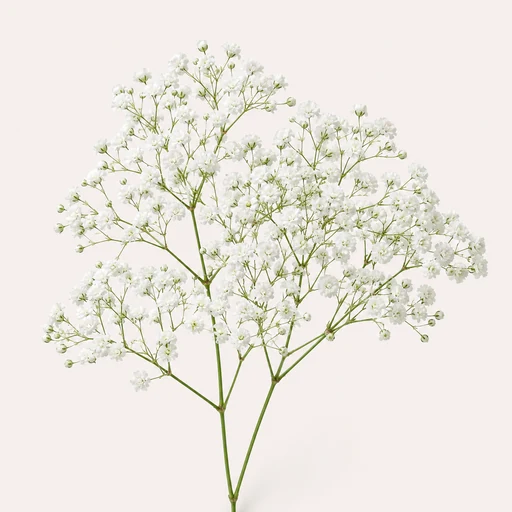 かすみ草のイメージ