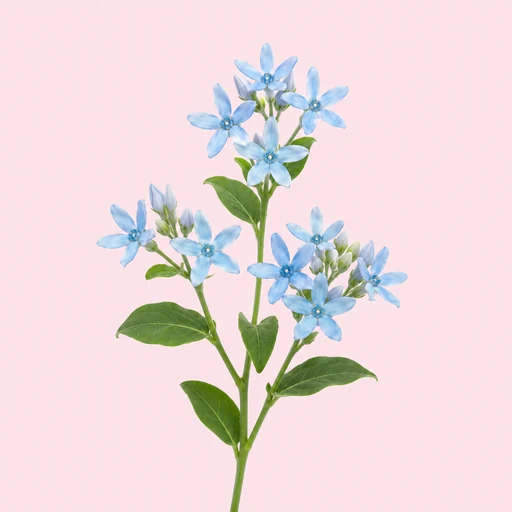 ブルースターのイメージ