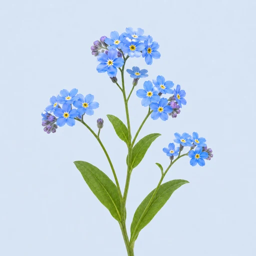 勿忘草のイメージ